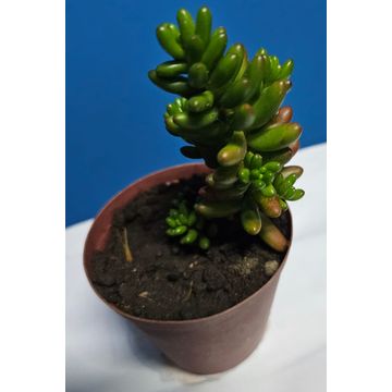 Sedum Rubrotinctum succulent plants in pot