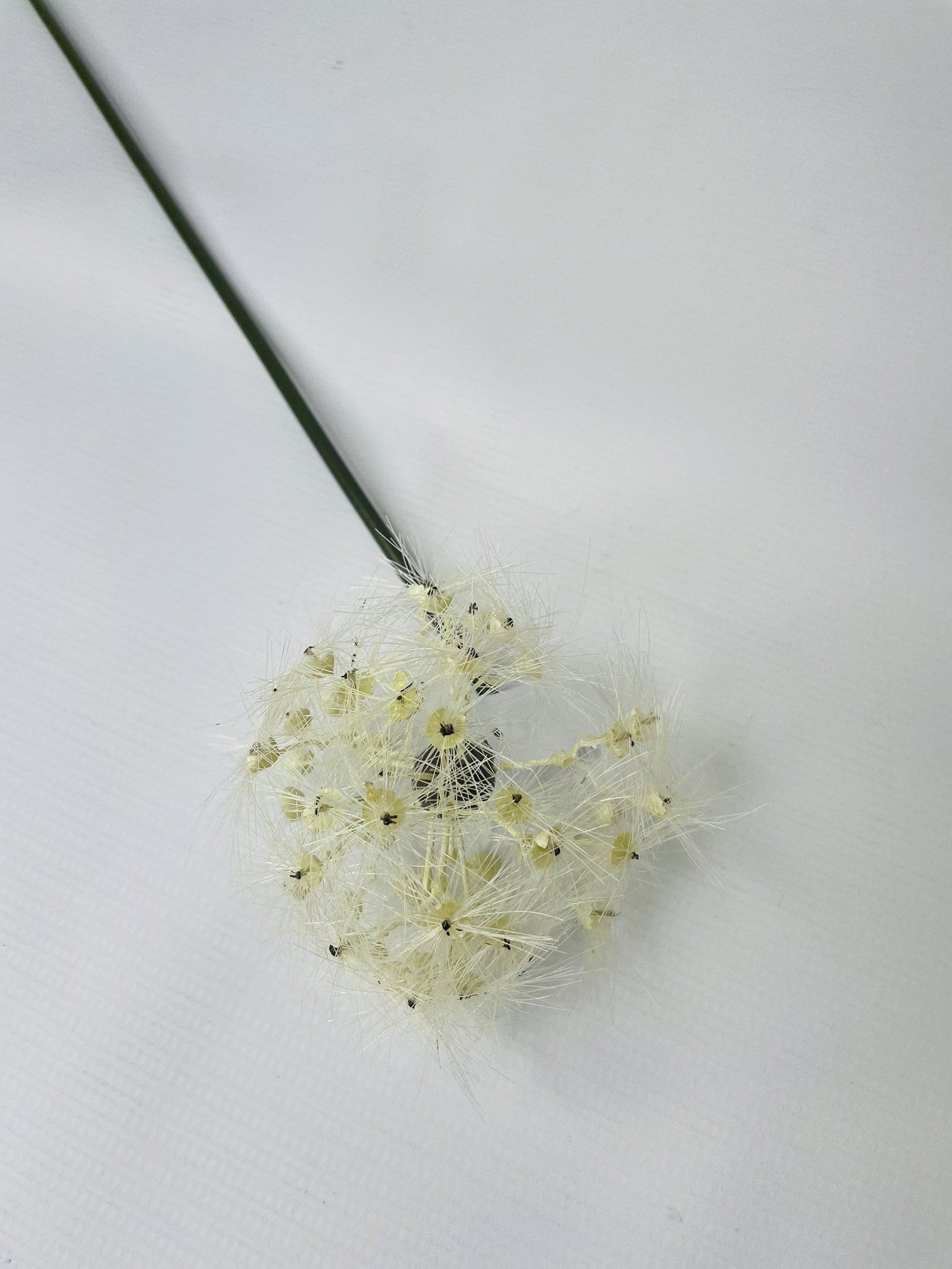 Salicaceae Cottonwood Medium 70Cm