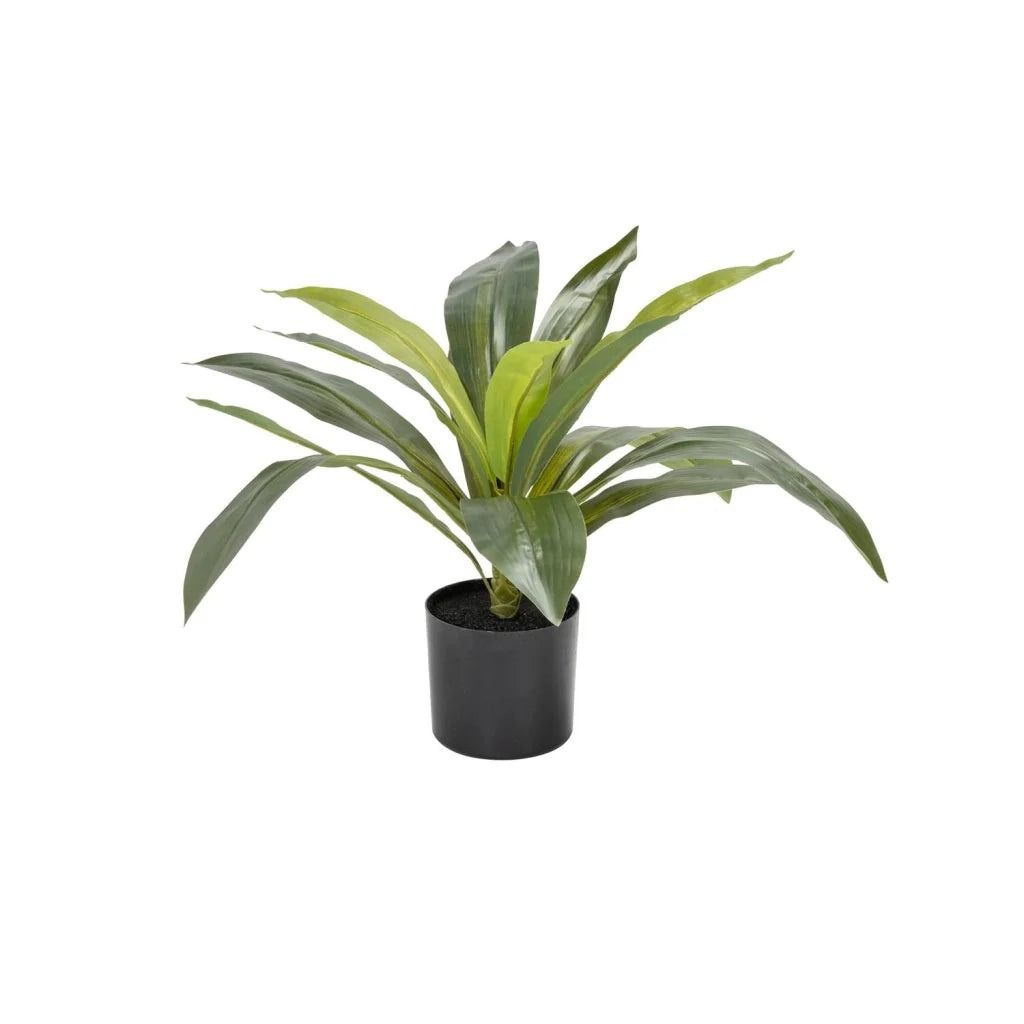Vividitto - Sparrow Plant In Pot 50cm (H)