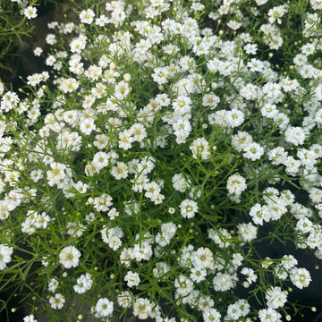 Baby's breath 'Gypsy White' 15cm