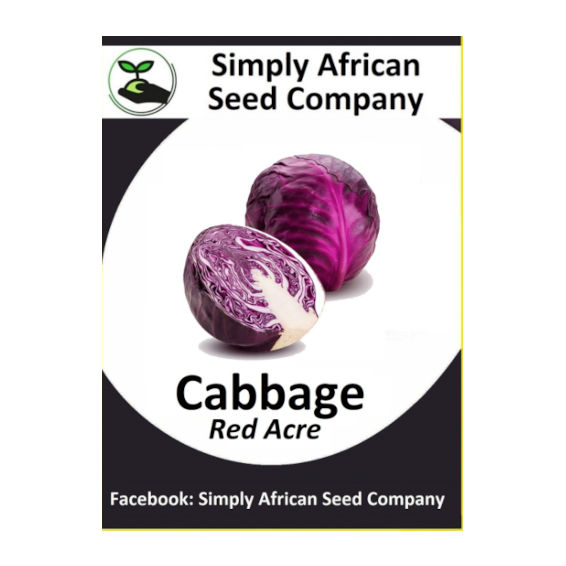 Cabbage Red Acre (30's)