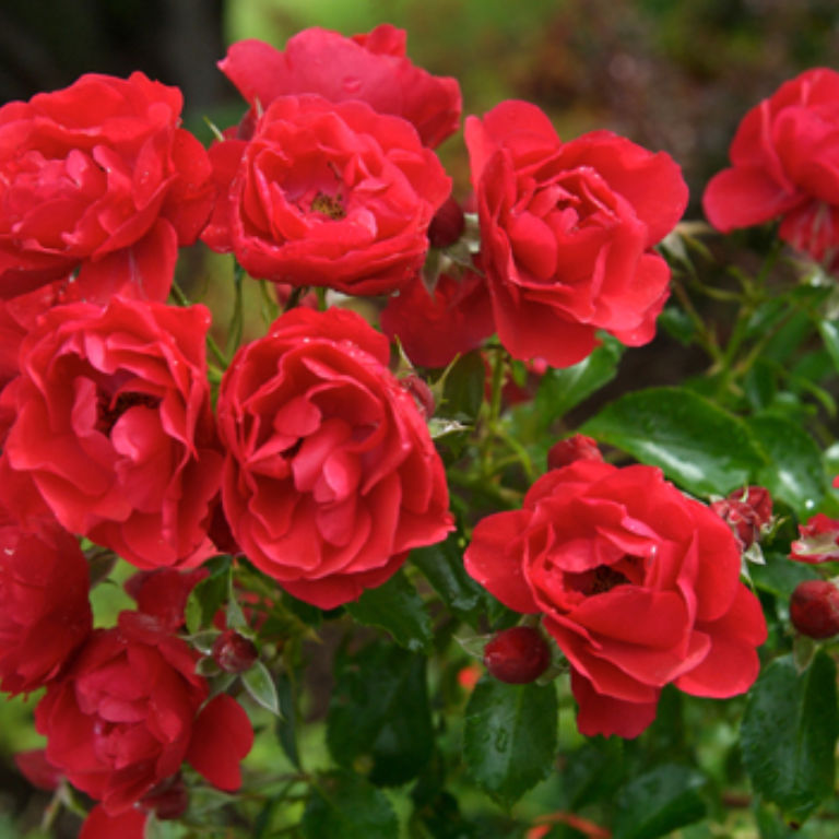 Flower Carpet ® Scarlet Rose 19cm