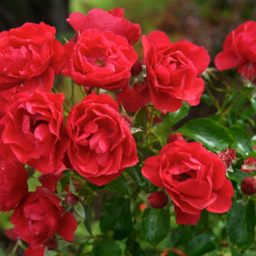 Flower Carpet ® Scarlet Rose 19cm