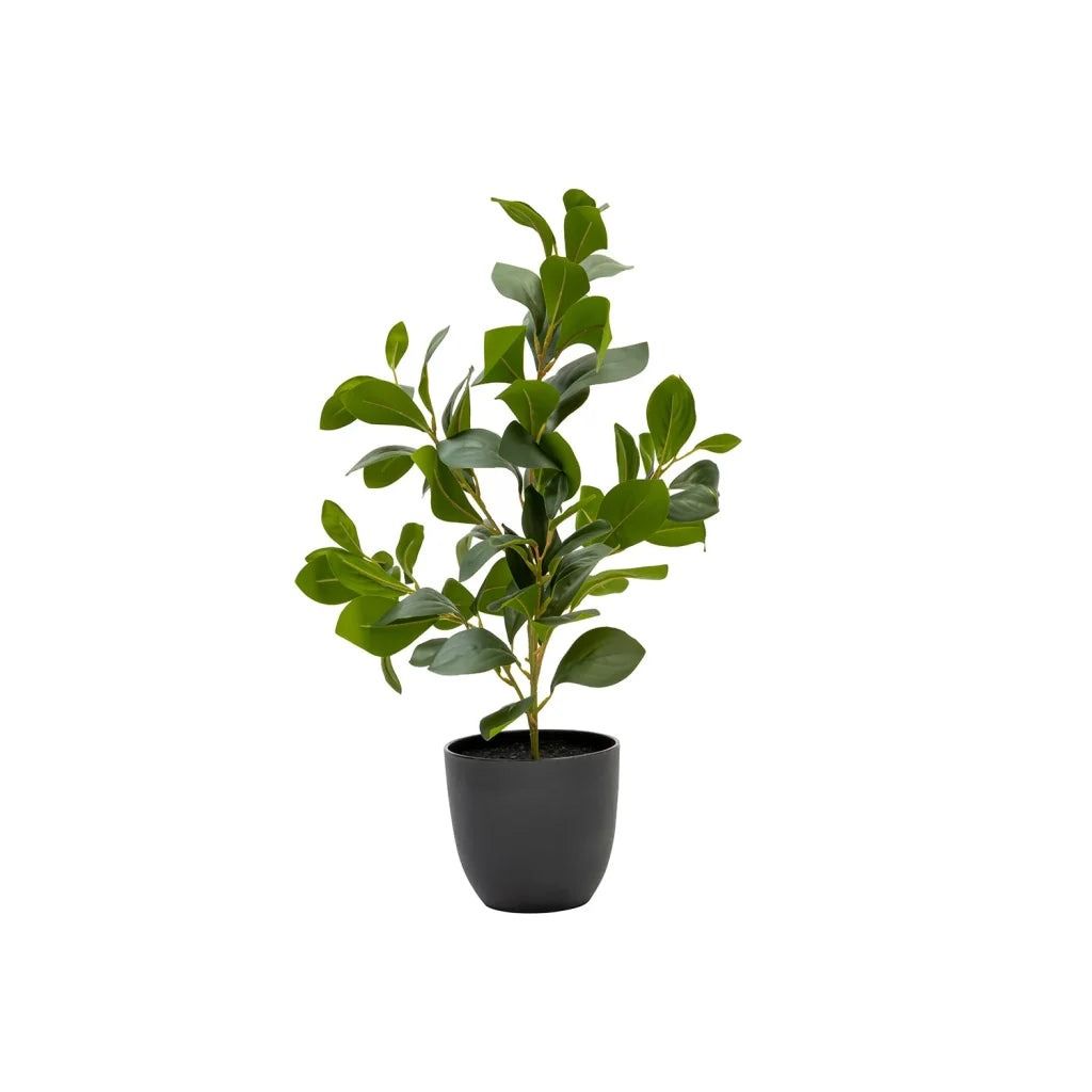 Vividitto - Rubeiza Plant In Pot 51cm