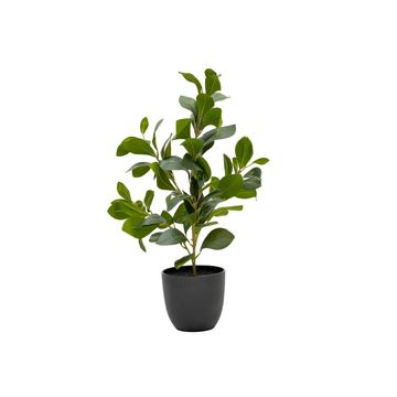 Vividitto - Rubeiza Plant In Pot 51cm