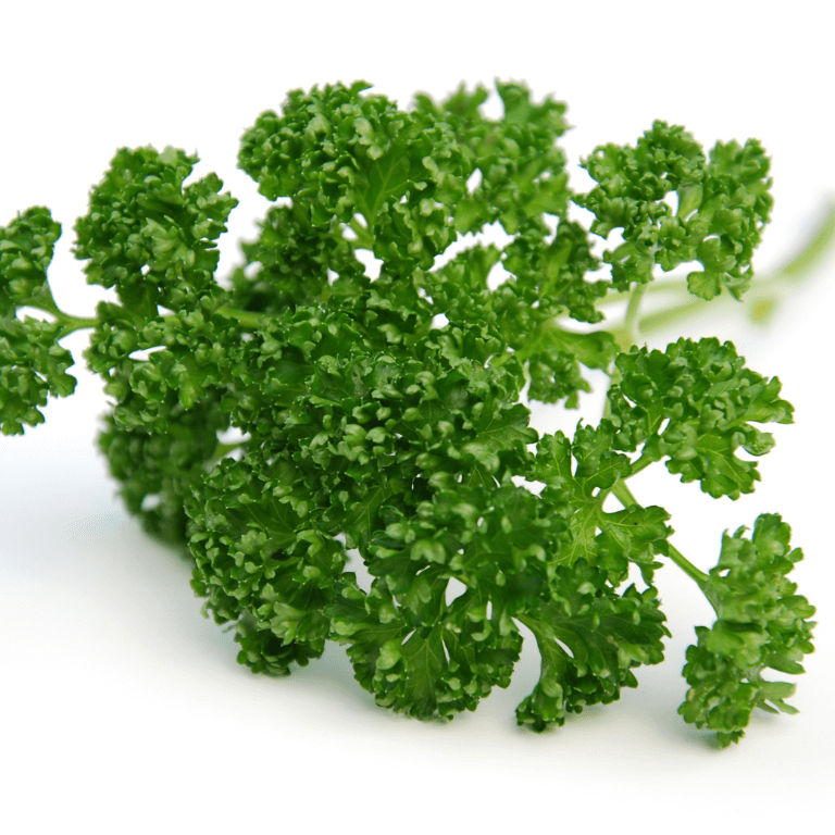Parsley 'Curly Moss' 6 pack
