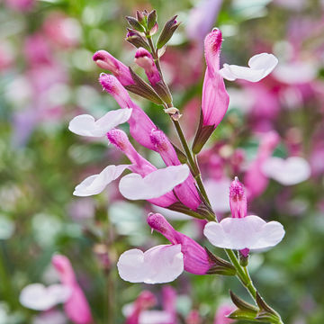 Salvia Joy 17cm