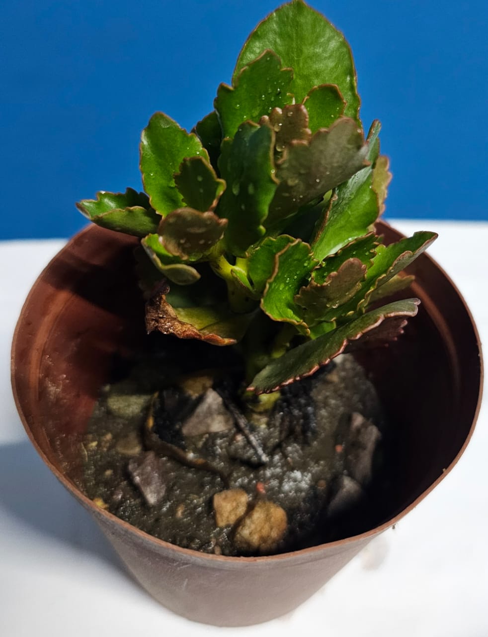 Kalanchoe Bossfeldiana succulent plants in pots (Various)