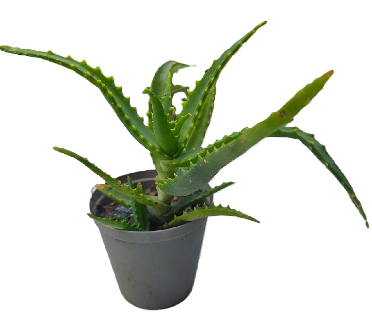 Aloe Vera Succulent plant in pots