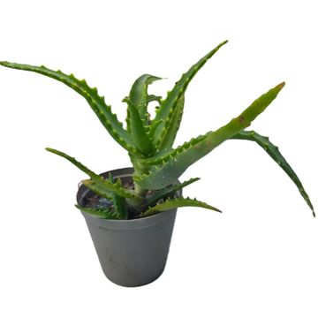 Aloe Vera Succulent plant in pots