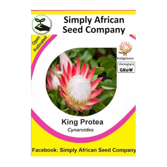 Protea King (Protea Cynaroides) 12's