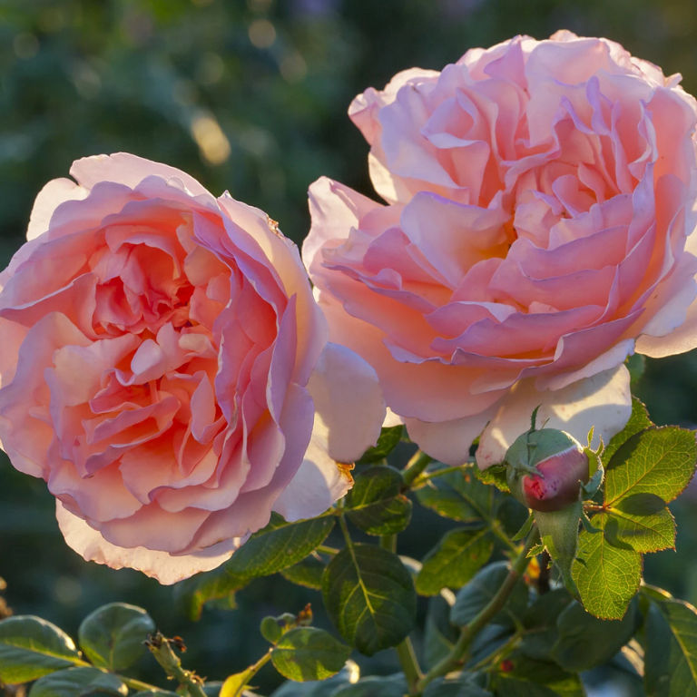 Princess Charlene De Monaco 19cm