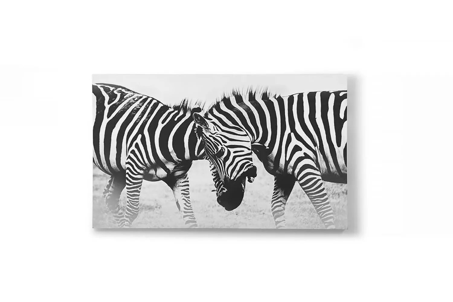 Zebra Fight Premium Canvas
