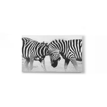 Zebra Fight Premium Canvas