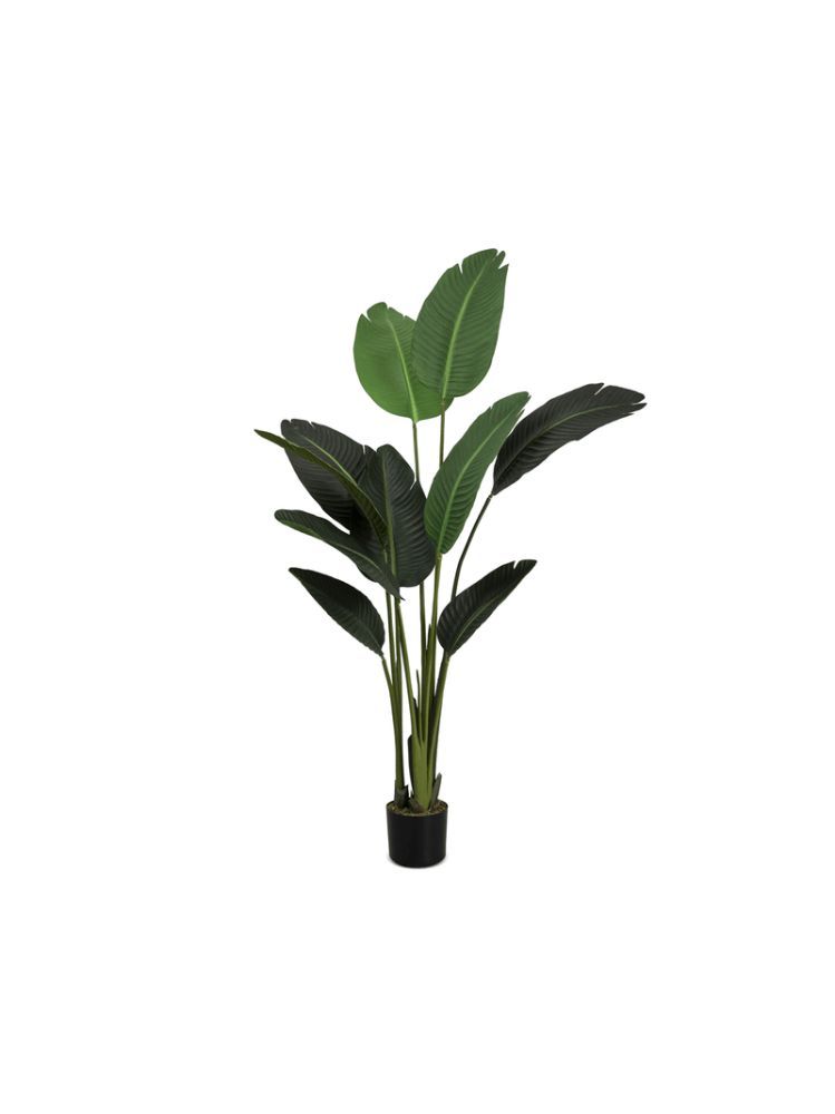 Faux Strelitzia Plant in Black Plastic Pot – Artificial Indoor Plant 155cm