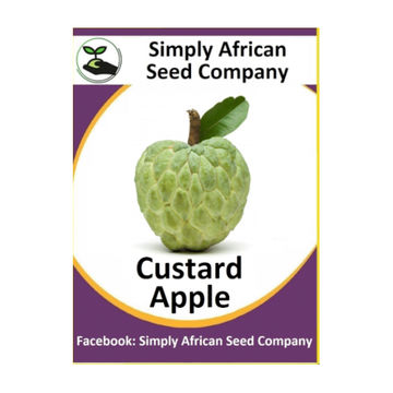 Custard Apple (Annona Reticulata) (6's)