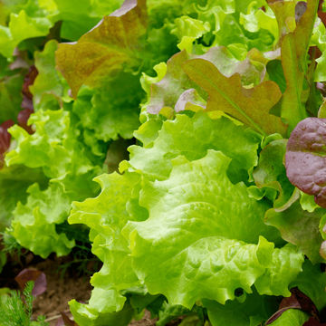 Lettuce Mix 6 pack