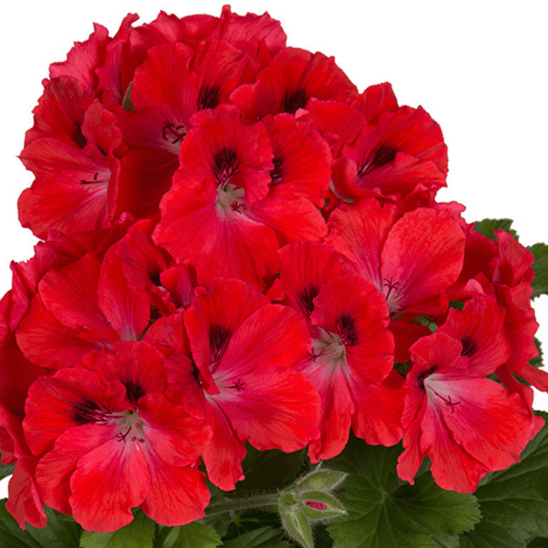 Pelargonium grandiﬂorum Elegance ‘Coral Sunset’ 19cm
