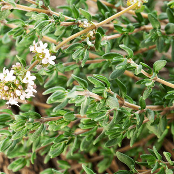 Herb Thyme 6 pack