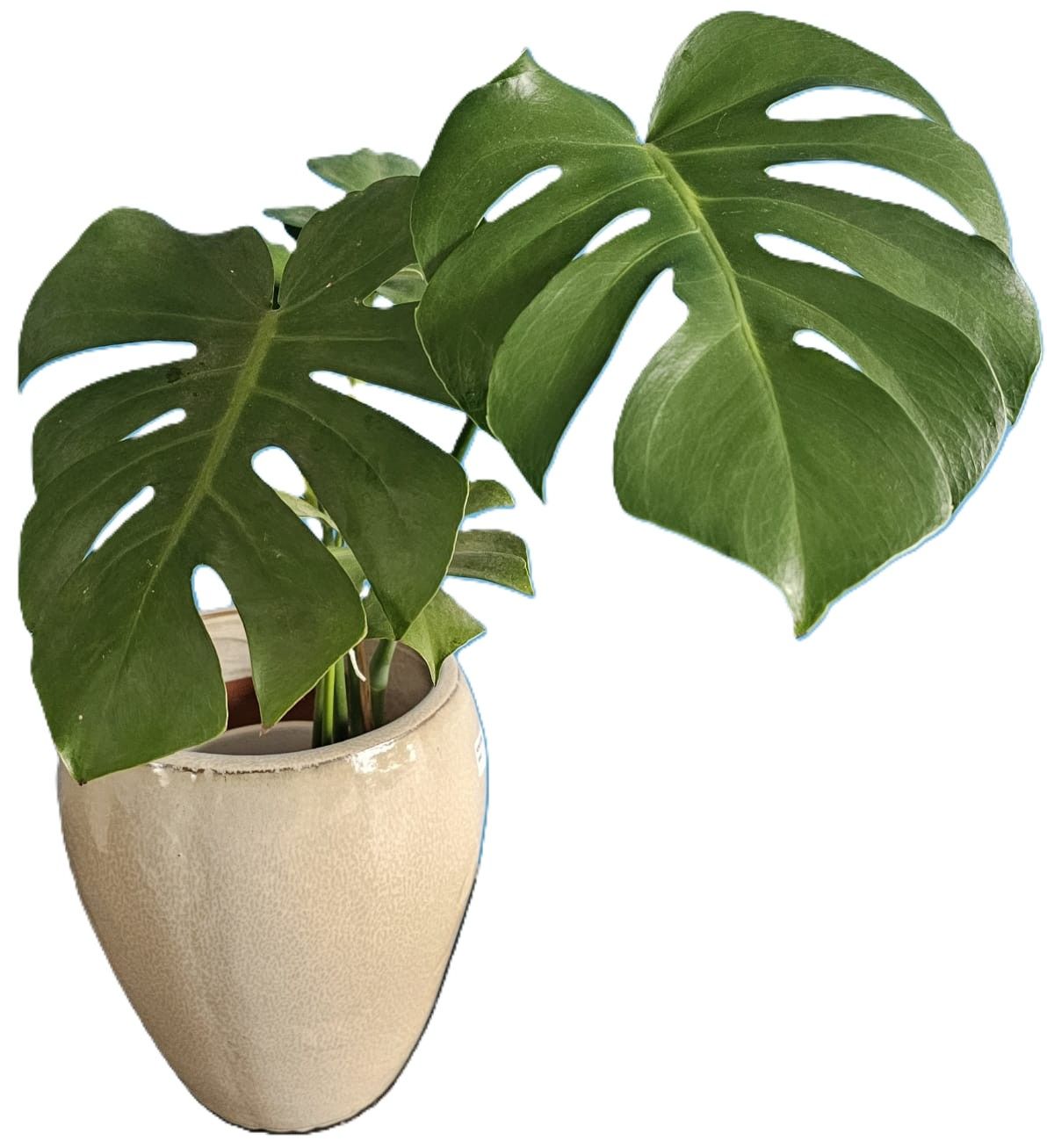 Large Monstera Deliciosa plant - Healthy Houseplant in Cream Pot