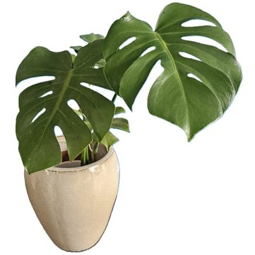 Large Monstera Deliciosa plant - Healthy Houseplant in Cream Pot