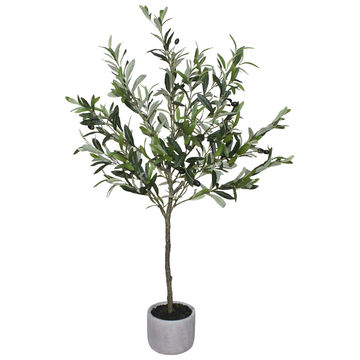 Khaya Olive Tree