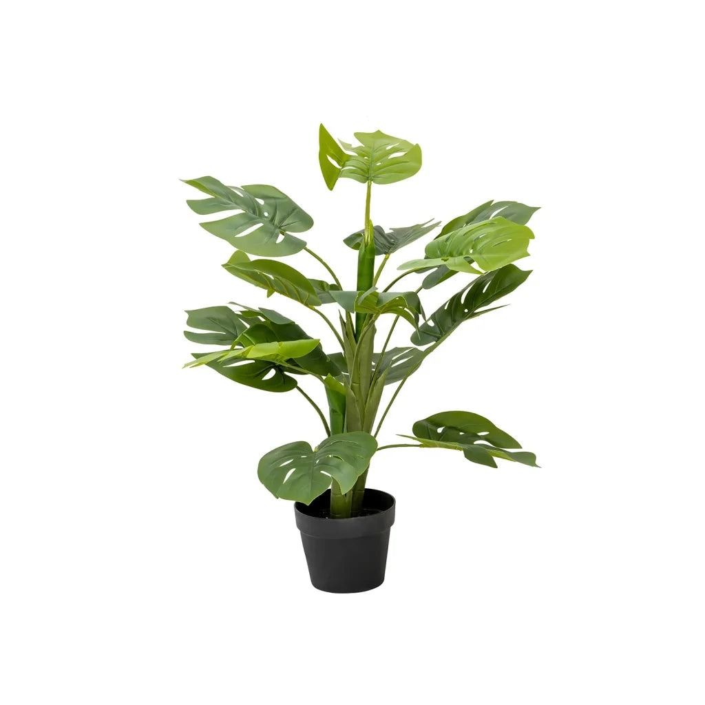 Vividitto - Megapode Plant In Pot 85cm