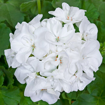 Pelargonium zonale 'Classic White' 15cm