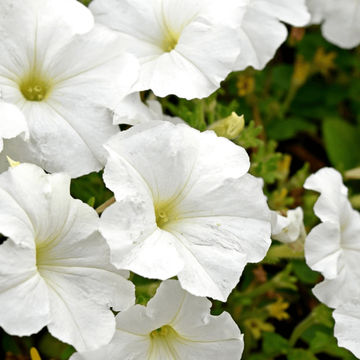 Petunia 'Malanseuns Giant White' 6 pack