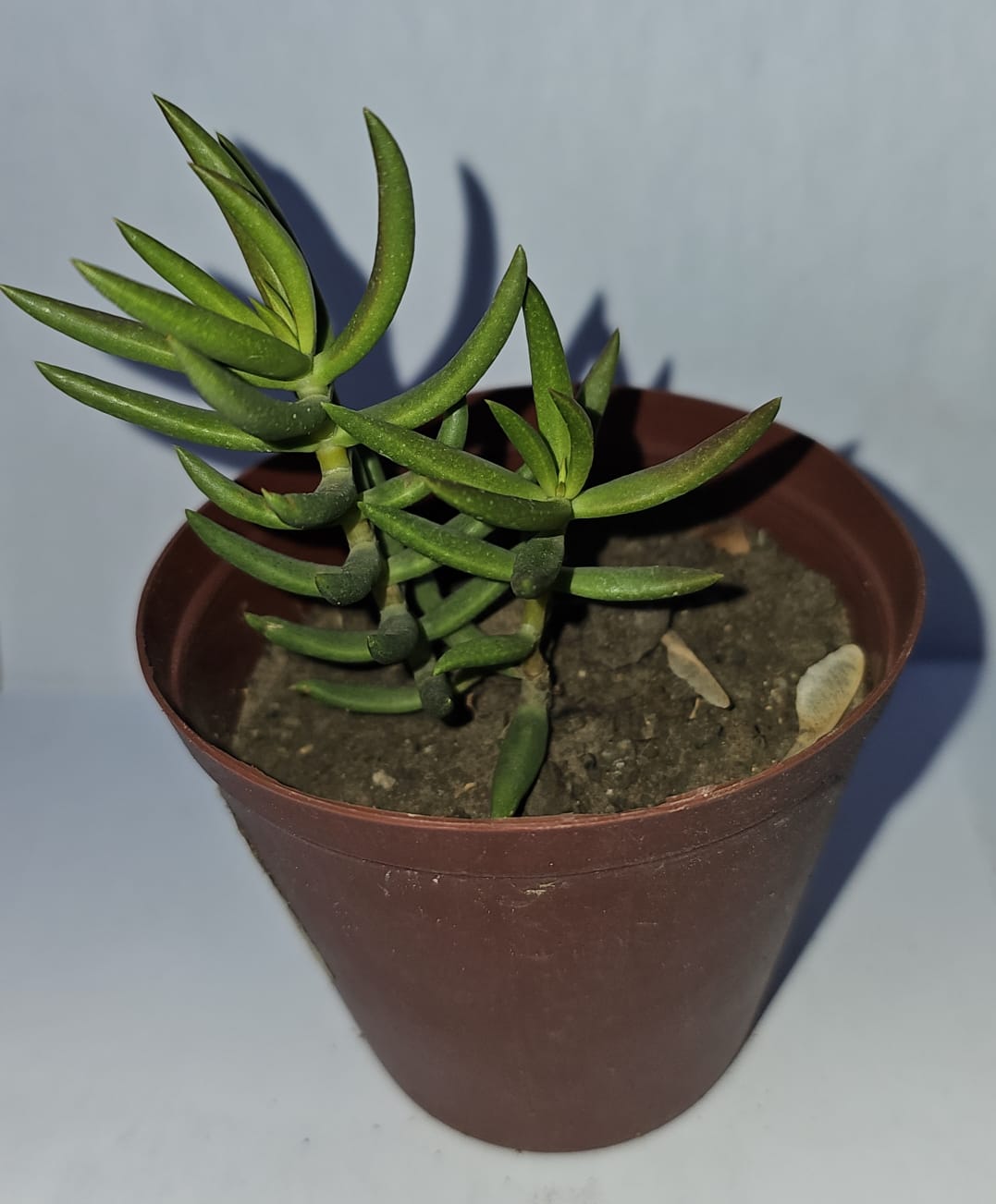 Crassula Tetragona Succulent plant in pot (Various)