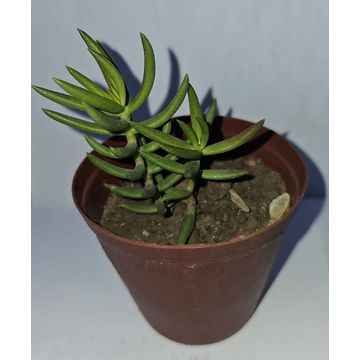 Crassula Tetragona Succulent plant in pot (Various)