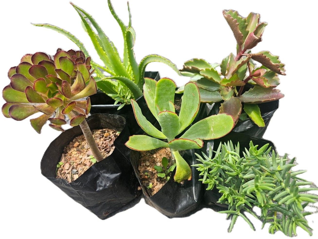 Succulent Variety 6 Pack