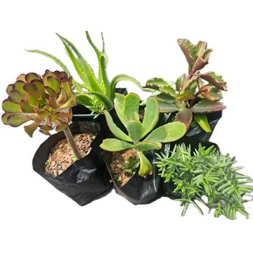 Succulent Variety 6 Pack