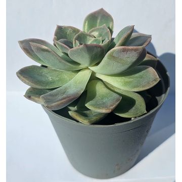 Desert Rose (echeveria)  Succulent plant in pots
