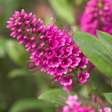 Hebe Sunset Boulevard 19cm