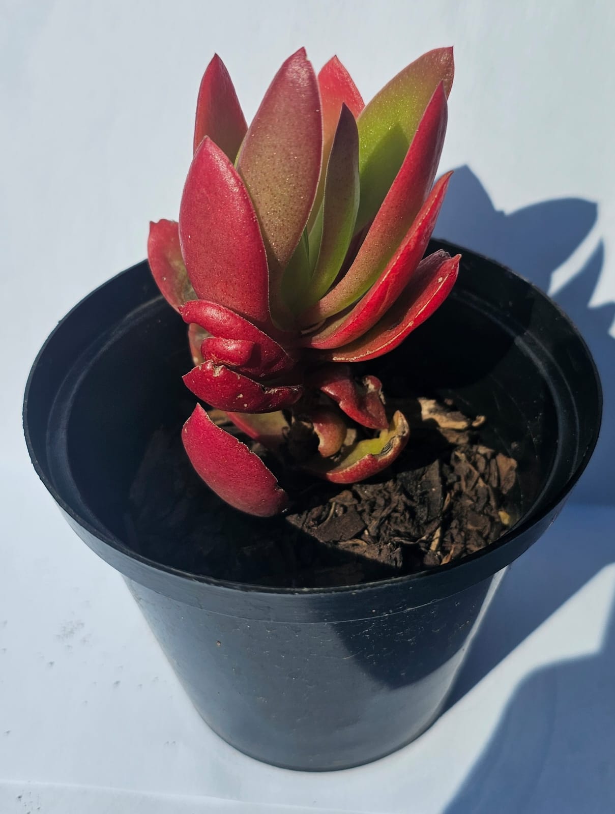 Aeonium Suncup Succulent plant in pots