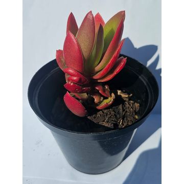Aeonium Suncup Succulent plant in pots
