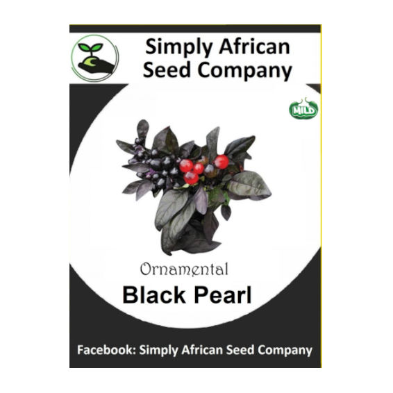 Black Pearl Ornamental Chilli (15's)
