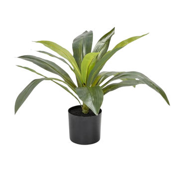 Dracena Fragrans Plant in Pot - 50cm(H) - Artificial