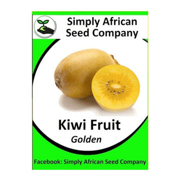 Kiwi Fruit Golden (30"s)
