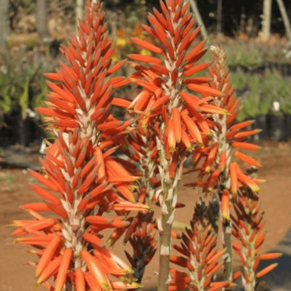 Aloe Sea Urchin™ var. 'ANDsea' PBR 17cm