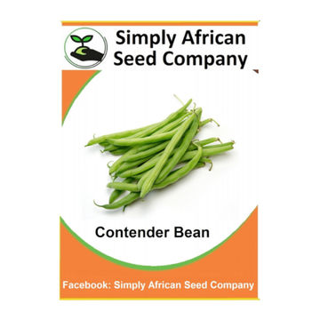 Beans Contender (Bush) (15's)