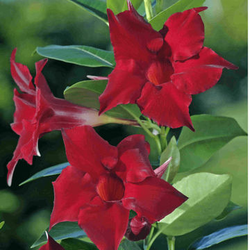 Dipladenia Diamantina 'Jade Grenat' 15cm