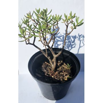 Delosperma (Ice Plant) Succulent plant in pots