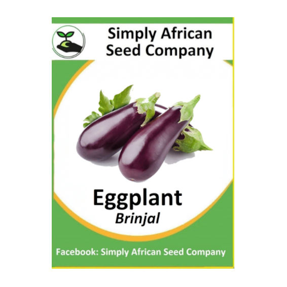 Eggplant Brinjal (30's)
