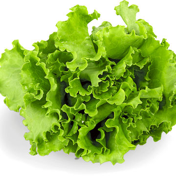 Lettuce 6 pack