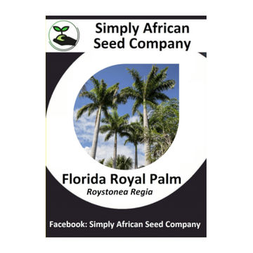 Florida Royal Palm (Roystonea Regia) 6's