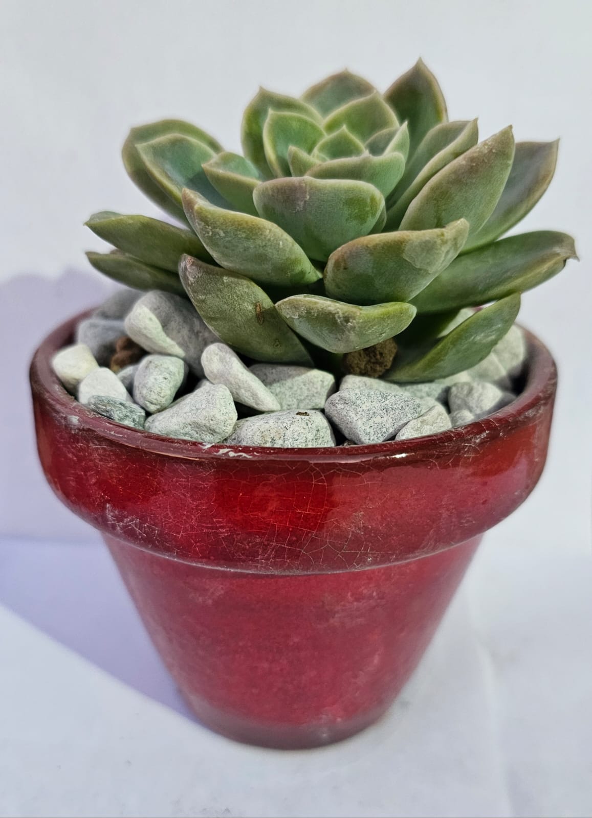 Desert Rose Succulent in glazed pot