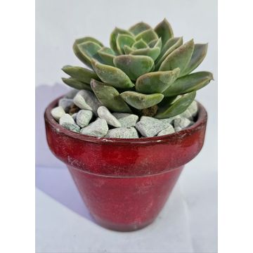 Desert Rose Succulent in glazed pot