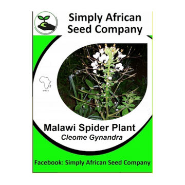 Spider Plant (Malawi) (50's)